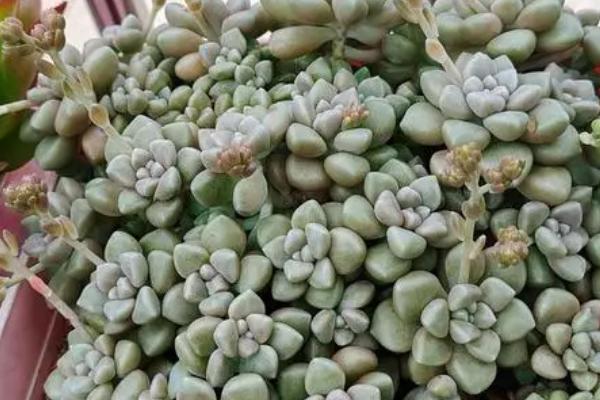 姬秋丽的种植方法，充足的光照会让叶片色彩更好看