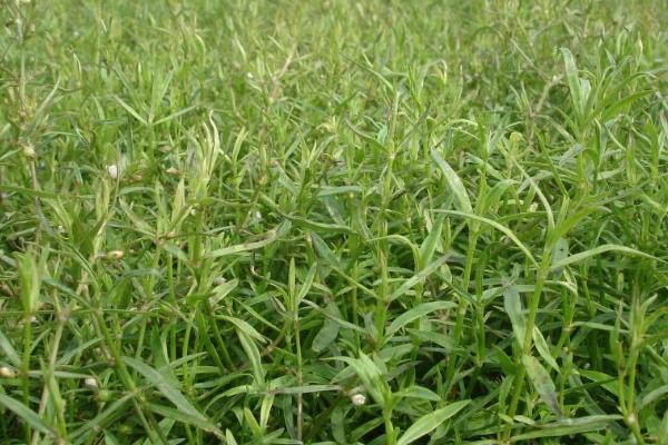 白花蛇舌草怎么种植，种子应拌土播撒
