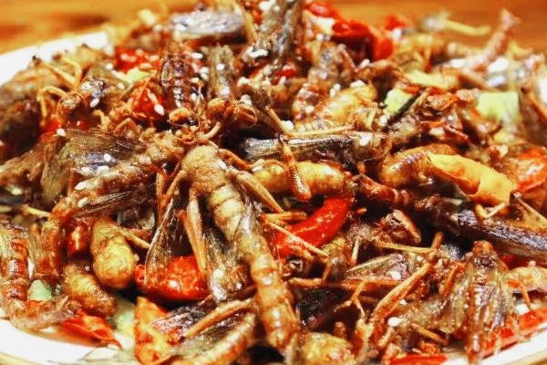 蝗虫能不能吃，天津人最爱吃油炸蝗虫