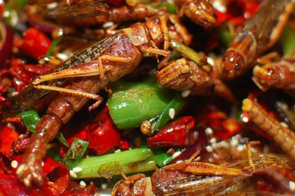 蝗虫能不能吃，天津人最爱吃油炸蝗虫