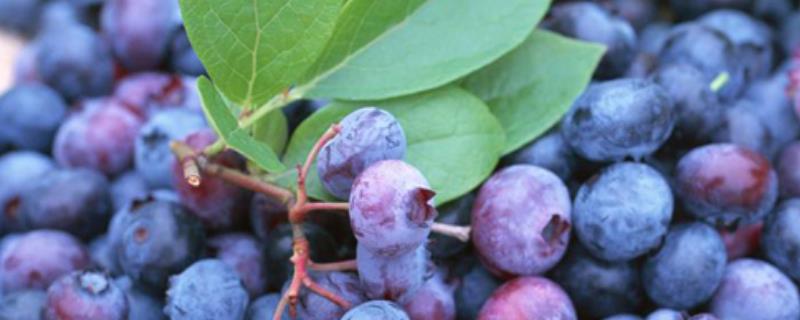 如何种植蓝莓才能高产，栽培前要注意施肥改土