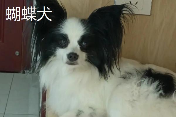 狗狗耳朵掉毛的原因，可能是犬藓或耳螨造成的