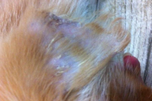 狗狗耳朵掉毛的原因，可能是犬藓或耳螨造成的