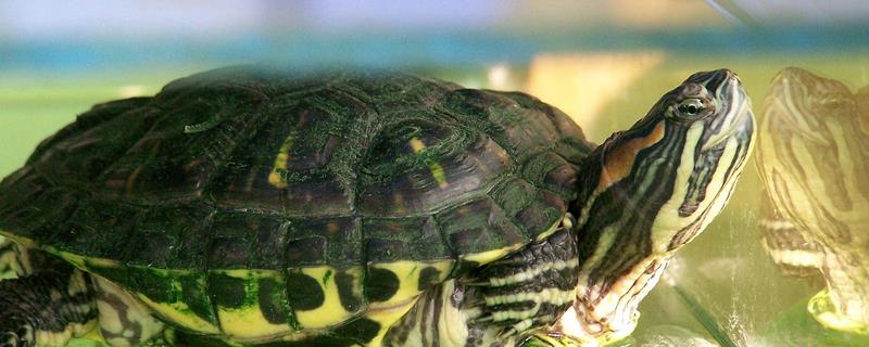 巴西龟冬眠期间如何饲养，可将其放入容器中并覆盖干草