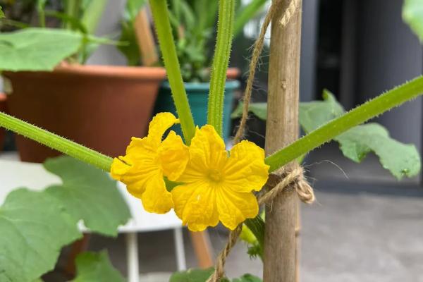 黄瓜只开雄花如何处理，平时要注意控温遮光