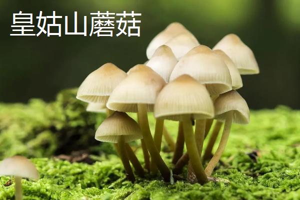 山西省娄烦县的特产，莜面栲栳栳为当地的传统小吃