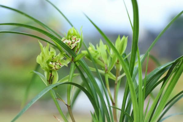 兰花的花语和象征，花语为美好和高洁、象征高尚及手足之情