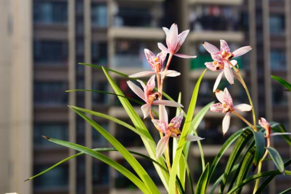 兰花的花语和象征，花语为美好和高洁、象征高尚及手足之情