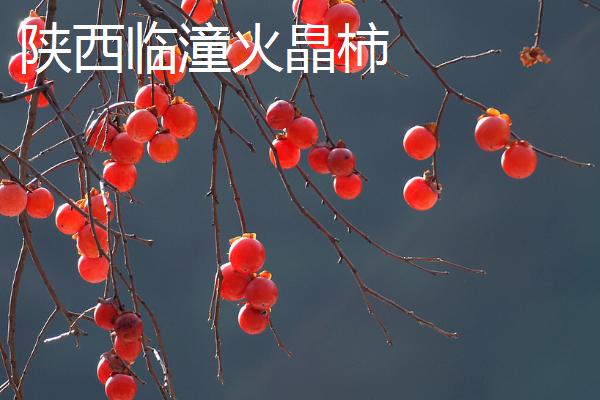 哪些地方产出的柿子比较好吃，湖北罗田甜柿声名远扬
