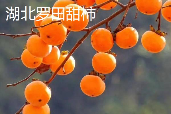 哪些地方产出的柿子比较好吃，湖北罗田甜柿声名远扬