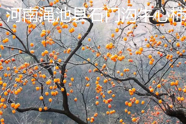 哪些地方产出的柿子比较好吃，湖北罗田甜柿声名远扬
