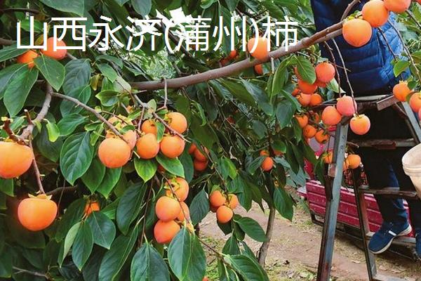 哪些地方产出的柿子比较好吃，湖北罗田甜柿声名远扬