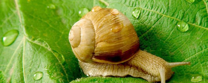 蜗牛常见的疾病，不同疾病需采用不同的治疗方法