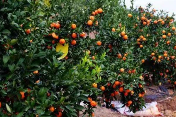 种植柑橘的条件，年降雨量需达到1200-2000毫米