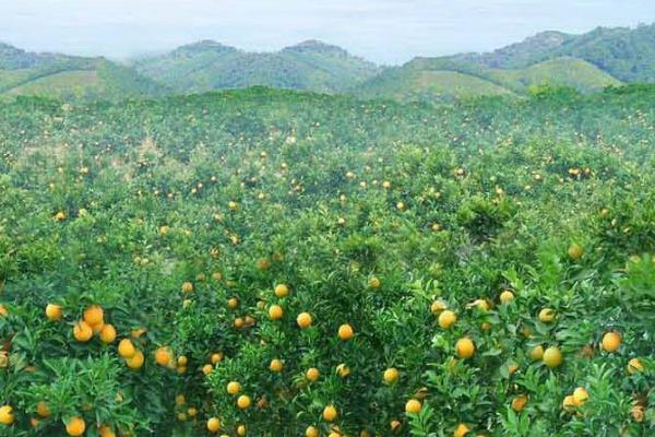 种植柑橘的条件，年降雨量需达到1200-2000毫米