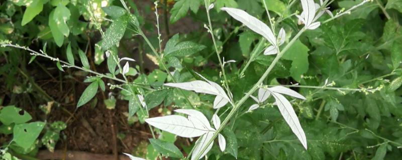 什么是魁蒿，属于菊科、蒿属多年生草本植物