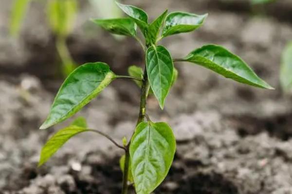 辣椒生长周期，从现蕾到坐果需要10-15天左右
