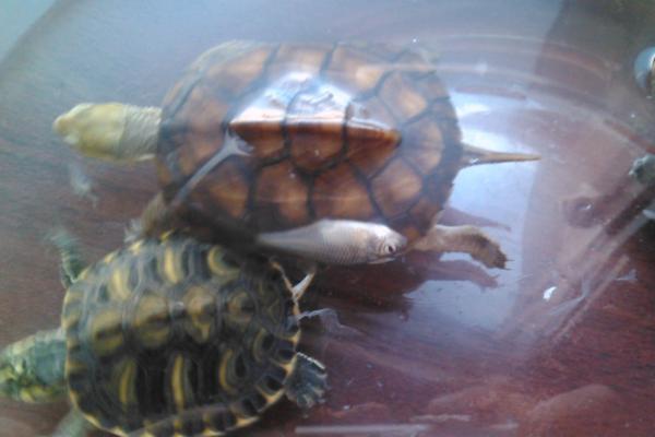 黄腹滑龟是不是深水龟，饲养期间需要较深水位