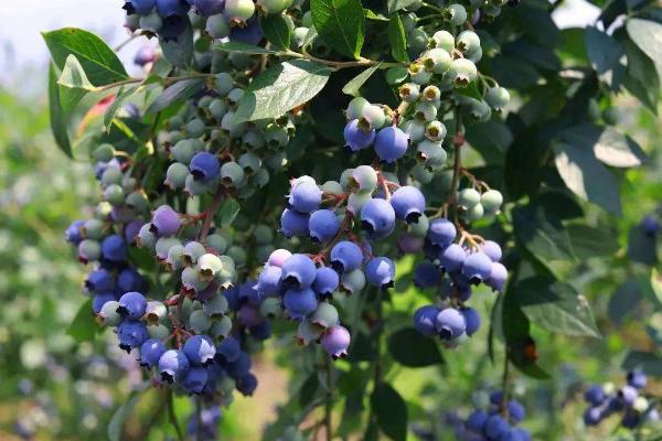 蓝莓长在地上还是树上，植株多为矮小的灌木