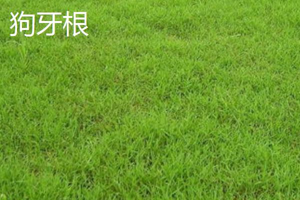 常见的草坪种子，高羊茅适合大范围推广及使用