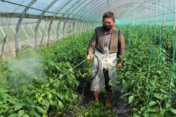 如何降低蔬菜种植中的农药残留，减少农药使用量是关键