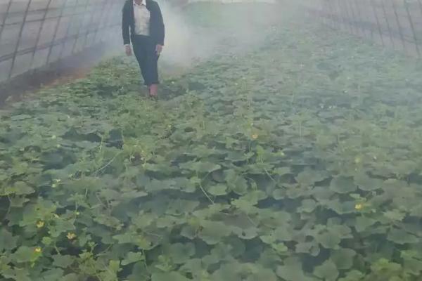 如何降低蔬菜种植中的农药残留，减少农药使用量是关键