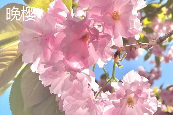 樱花的花期，常在3-4月份开放