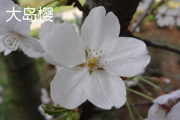 樱花的花期，常在3-4月份开放