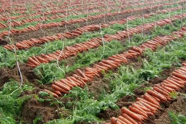胡萝卜的产地，我国山东与河北等省份均有生产