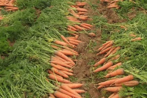 胡萝卜的产地，我国山东与河北等省份均有生产