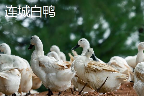 产蛋量高的鸭子品种，连城白鸭的年产蛋量可达到220-230枚