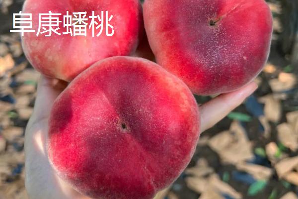 蟠桃和油蟠桃的区别，油蟠桃果皮光滑容易清洗