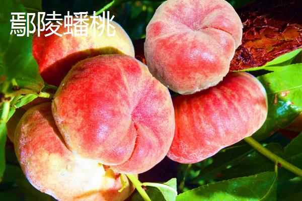 蟠桃和油蟠桃的区别，油蟠桃果皮光滑容易清洗