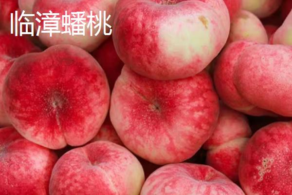 蟠桃和油蟠桃的区别，油蟠桃果皮光滑容易清洗