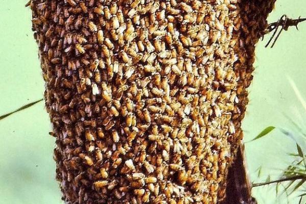 中蜂为什么容易飞逃，蜜源匮乏或病害严重都有可能