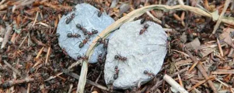 怎么人工养殖蚂蚁，需挑选体型大、繁殖能力强的品种作为种蚁