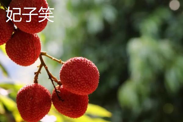 灵山荔枝品种，三月红的成熟时间最早