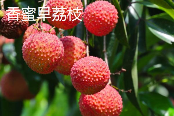 灵山荔枝品种，三月红的成熟时间最早