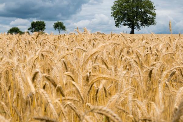 小麦属于南方还是北方作物，在北方是主要粮食作物