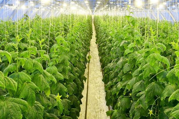 2019年种植蔬菜要考虑哪些因素，人工成本和价格是首要考虑的问题