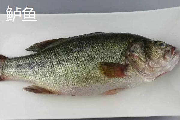 8号伊豆钩适钓鱼种，鲈鱼、黑鱼、鲶鱼等品种均可钓获