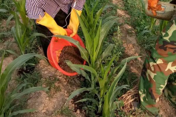 玉米施肥要点，追肥时应主施氮肥