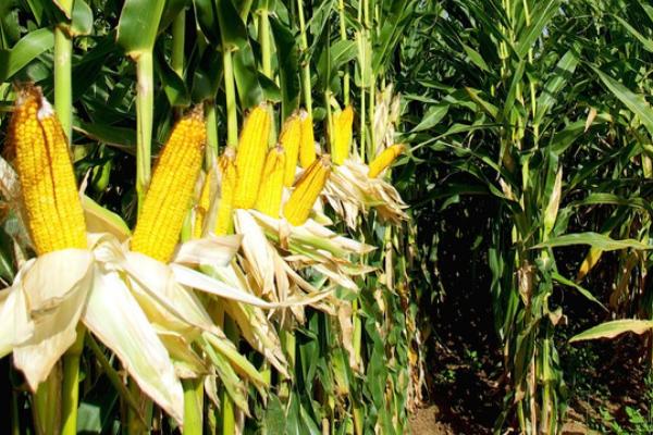胜玉906是不是高产玉米品种，平均亩产量达到1000公斤