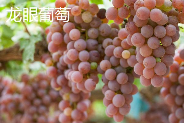 葡萄有哪些种类，主要包括酿酒系列和鲜食系列
