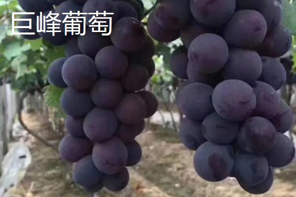 葡萄有哪些种类，主要包括酿酒系列和鲜食系列