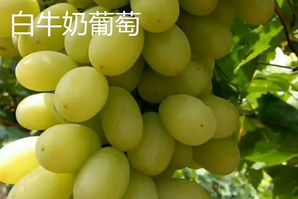 葡萄有哪些种类，主要包括酿酒系列和鲜食系列