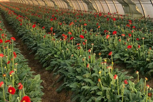 2017年种什么比较赚钱，种植山药利润可观