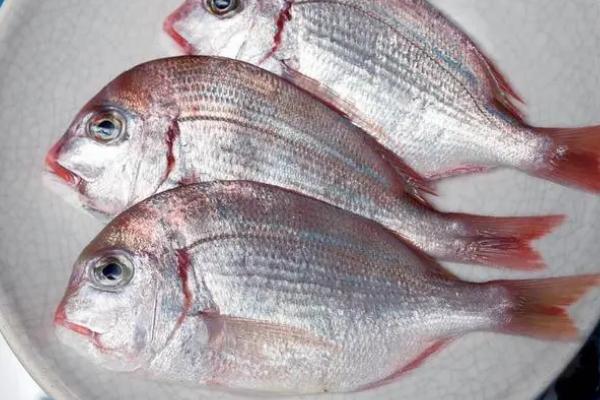 什么是鲷鱼，属于鲈形目、丽鱼科鱼类