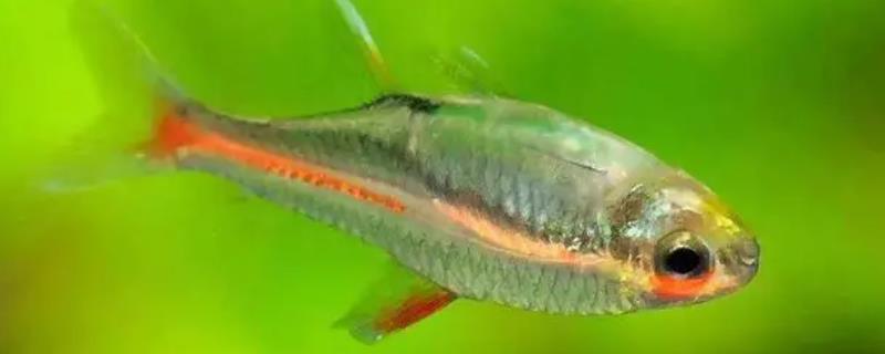 什么是红十字鱼，属于鲤形目、脂鲤科淡水鱼类