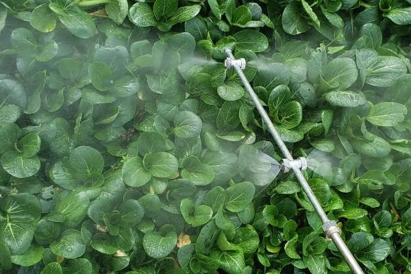 施田补除草剂怎么使用，一般可在移栽前兑水喷雾